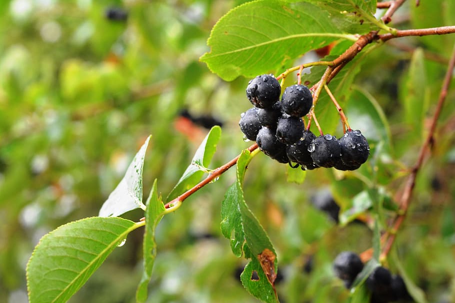 aronia-aron-fruit-after-the-rain aronia-aron-fruit-after-the-rain